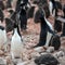 Adelie Penguins - Pygoscelis adeliae - adults calling in penguin colony. Vocalization as courtship behavior, Antarctica