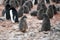 Adelie Penguins - Pygoscelis adeliae -  cute grey fluffy chicks in kindergarten of colony. Wildlife at Paulet Island, Antarctica