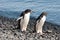 Adelie penguins -Pygoscelis adeliae - waddling over stones to the beach