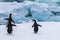 Adelie penguins ready to dive in between the ice