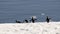 Adelie penguins on the run