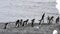 Adelie Penguins running to the water