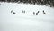 Adelie Penguins sliding and marching, Paulet Island, Antarctica