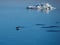 Adelie Penguins swimming and diving in Antarctica