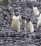 Adelie penguins walk over stoney beach on Brown Bluff