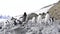 Adelie Penguins walk on trhe beach