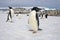 Adelie penguins, Weddell Sea, Antarctica