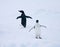 Adelie Pinguin, Adelie Penguin, Pygoscelis adeliae