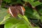 Adelpha Cytherea Linnaeus Butterfly