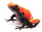 Adelphobates galactonotus, orange red splash backed or splashback poison dart frog