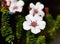 Adenandra villosa (China Flower) (China Flower)