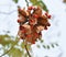 Adenanthera pavonina or Red Sandalwood or Coral Tree seed pods.