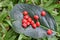 Adenanthera pavonina seed on green leaf