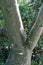 Adenia fruticosa caudex tree trunk close up