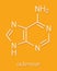 Adenine A, Adenine purine nucleobase molecule. Base present in DNA and RNA. Skeletal formula.