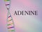 ADENINE - genetic concept