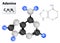 Adenine molecule