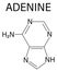 Adenine purine nucleobase molecule. Base present in DNA and RNA. Skeletal formula.