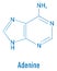 Adenine purine nucleobase molecule. Base present in DNA and RNA. Skeletal formula.