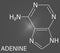 Adenine purine nucleobase molecule. Base present in DNA and RNA. Skeletal formula.