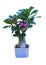 Adenium. Adenium flower. Desert Rose. tree adenium on black pot