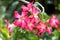 Adenium arabicum