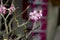 Adenium Blossom Impala Lily