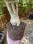 Adenium caudex 5490