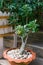 Adenium or desert rose flower