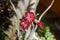 Adenium Desert Rose, South America, Red pink flower