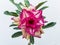 Adenium desert rose three petal exotic flower