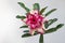 Adenium desert rose three petal exotic flower