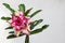 Adenium desert rose three petal exotic flower