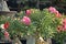 Adenium or desert roses, house plant and nonsai