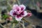 adenium flower