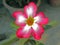 Adenium flower bloomed in my rooftop garden