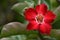 Adenium flower in dark red color with green leaf background