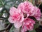 Adenium flower, double petals, pink blooming, pink flowers, beautiful, sweet, bright, blooming on the tree