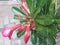 Adenium flower flora plant in home