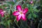 Adenium flower, pink impala lily, adenium tropical, Tropical flower Pink Adenium and desert rose plant also known as kamboja