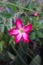 Adenium flower, pink impala lily, adenium tropical, Tropical flower Pink Adenium and desert rose plant also known as kamboja