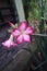 Adenium flower, pink impala lily, adenium tropical, Tropical flower Pink Adenium and desert rose plant also known as kamboja