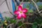 Adenium flower, pink impala lily, adenium tropical, Tropical flower Pink Adenium and desert rose plant also known as kamboja