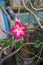 Adenium flower, pink impala lily, adenium tropical, Tropical flower Pink Adenium and desert rose plant also known as kamboja