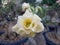 Adenium flowers with green leaves and white flowers mixed with yellow