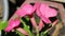 Adenium flowers are pink