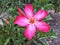 Adenium flowers are pink after being exposed to rain