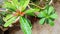 Adenium Flowers Start To Bloom