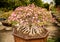 Adenium full blossoming trees planted in pots