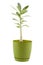 Adenium in green pot, indoor house plant, small tree isolated on